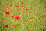 field of poppies